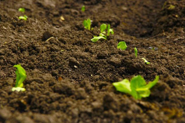 Unscreened / Field Run Topsoil